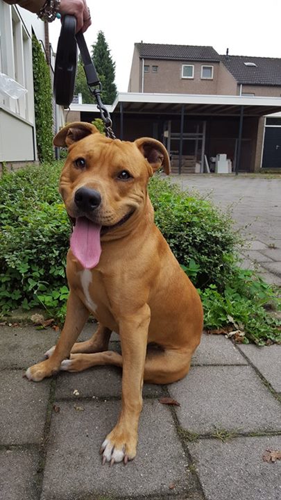 aangetroffen hond 1