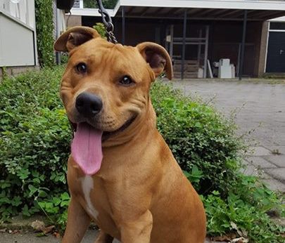 aangetroffen hond 2