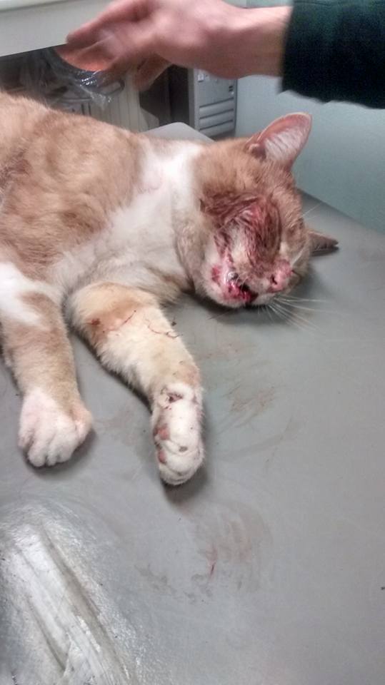 12541120 419286494949193 4554249267038790741 n