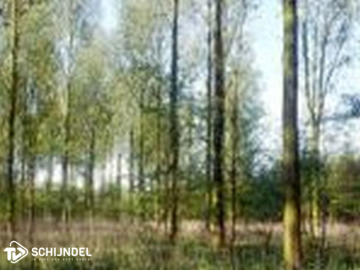 Maatregelen tegen verdroging in Wijboschbroek + zomerwandeling