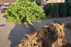 Boom waait om aan Lidwinastraat