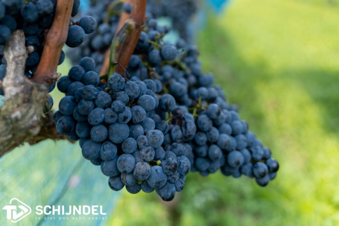Open wijndag bij Winery & Herbs