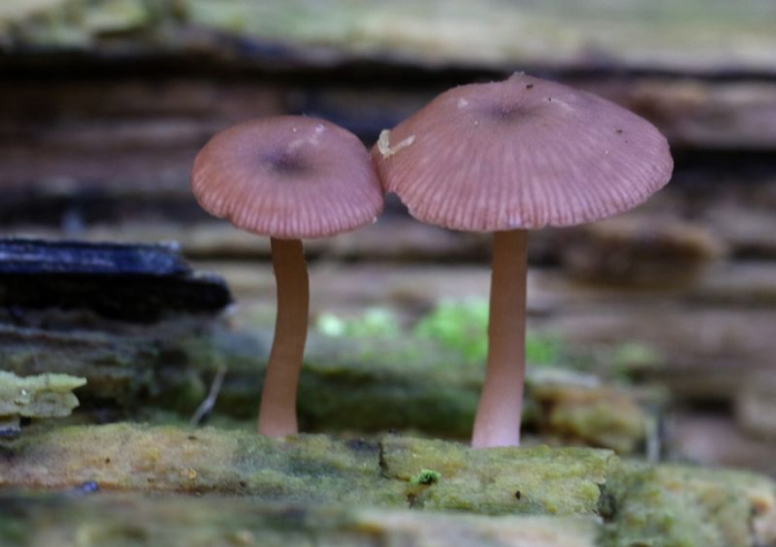 Paddenstoelenwandeling in het Wijboschbroek