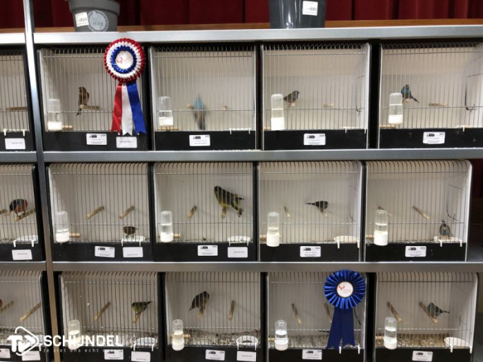 Vogeltentoonstelling in De Vink