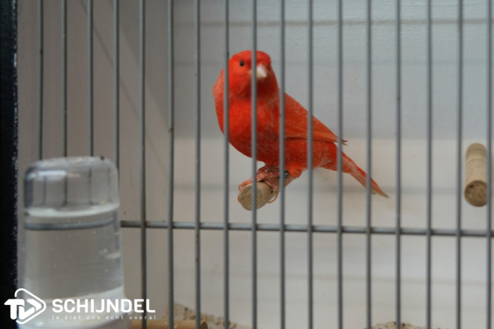 Kleurige Kanarietentoonstelling De Vink