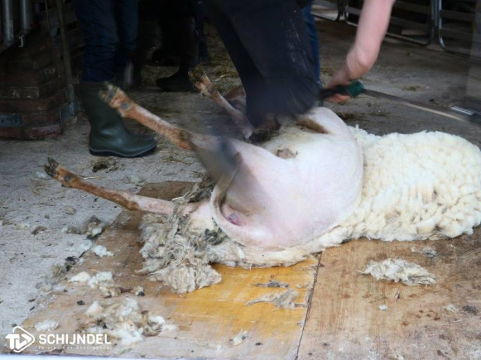 Schapen scheren bij De Schaapskooi (video&fotoboek)