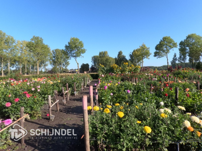 Open dag tuinvereniging Arcadia
