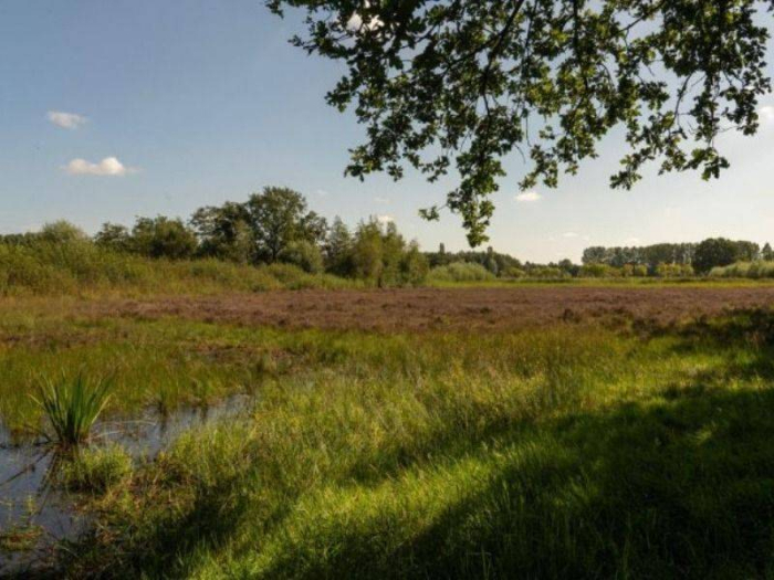 Natuurwandeling door het bloeiende heidegebied