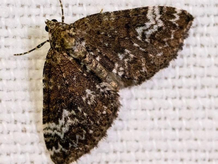 Nachtvlinders spotten en rondwandeling Heempark 