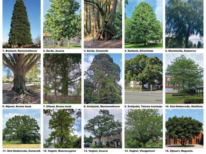 Welke boom is de mooiste van Meierijstad?