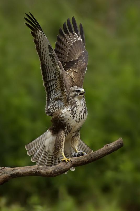 Winnaarfototentoonstelling2018toikorstenbuizerd