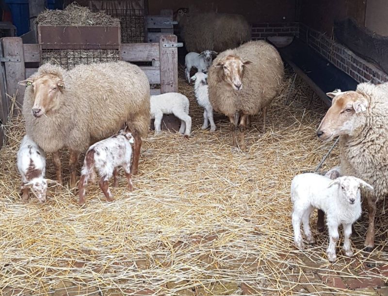 schaapskooilammetjesdag