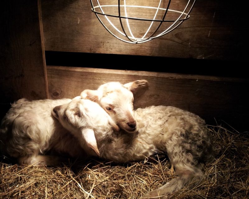 schaapskooilammetjesdag1