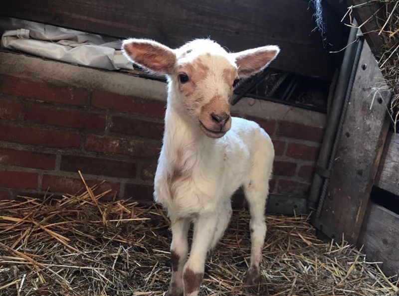 schaapskooilammetjesdag2