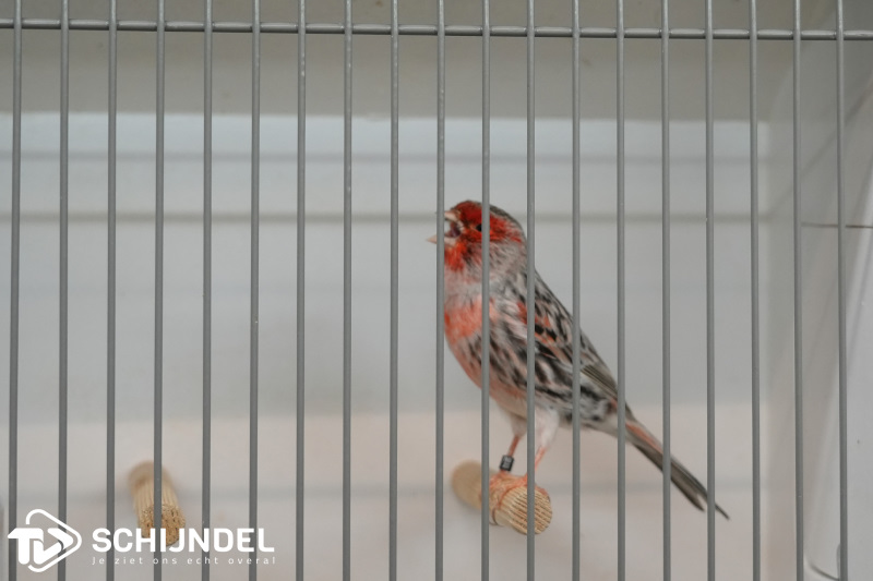 kanarietentoonstelling 11