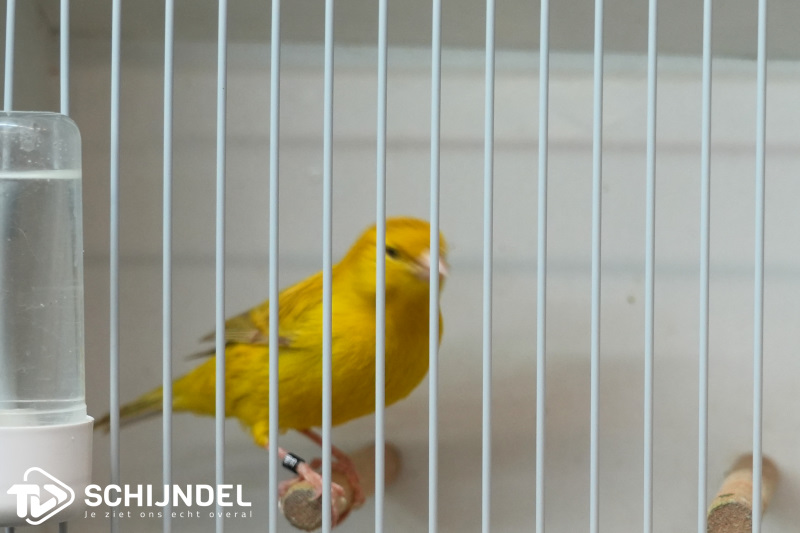 kanarietentoonstelling 12