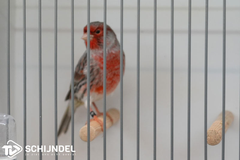 kanarietentoonstelling 13