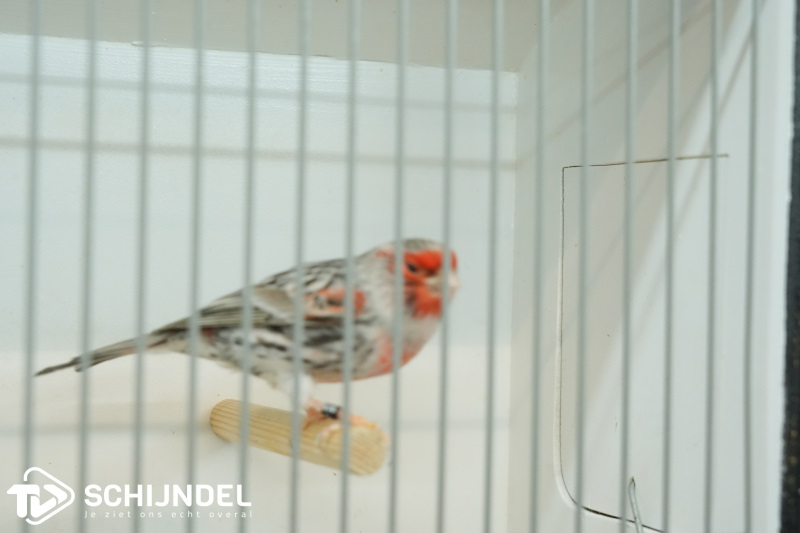 kanarietentoonstelling 3