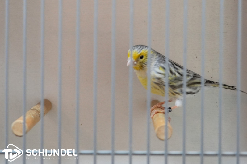 kanarietentoonstelling 7