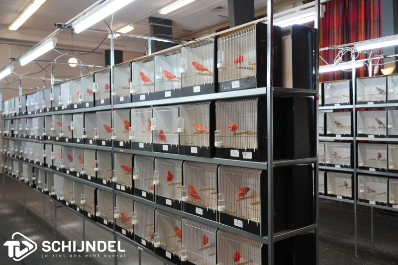 kanarietentoonstelling 8