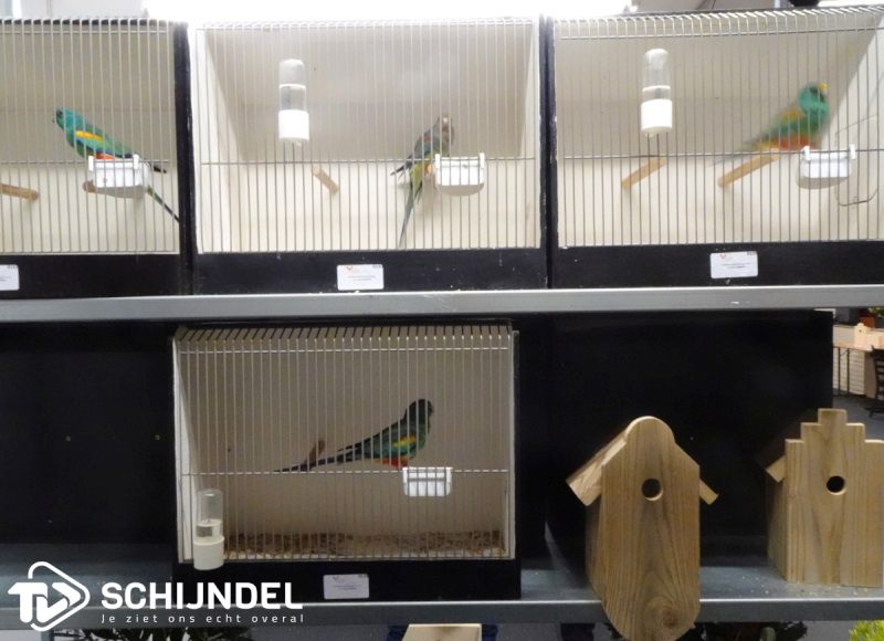 vogeltentoonstelling1 1