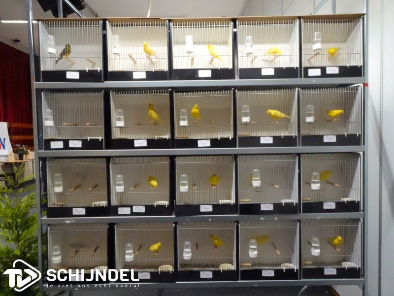 vogeltentoonstelling2