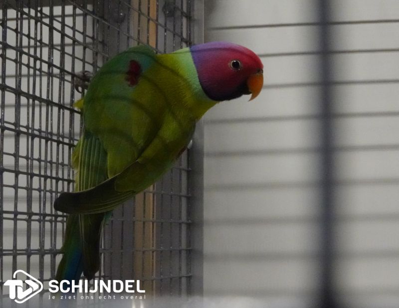 vogeltentoonstelling4 1