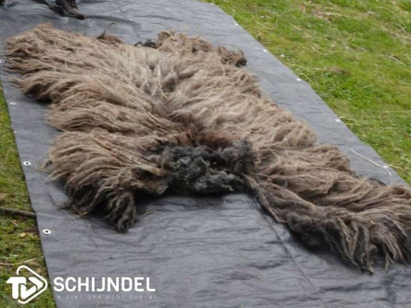 dierenpleinopendag1